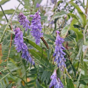 high gras with purple Tufted Vetch flowers