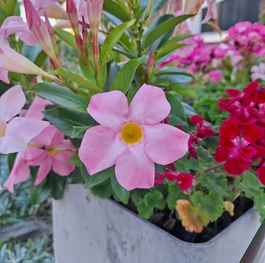 pink and red flowers in a flower bed with green plants