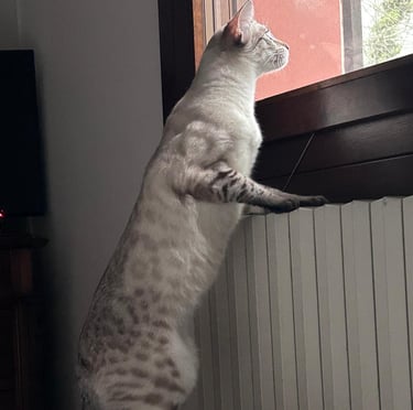 Gatto Savannah maschio