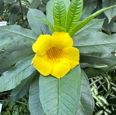a Indian flower between green leaves that is yellow
