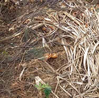 multiple composting ingredients in a compost pile together