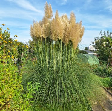 very tall grass plants in a garden