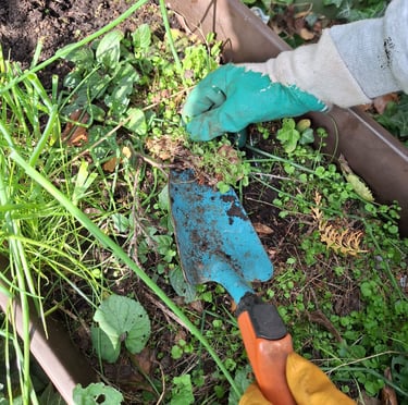 a person pulling out weeds