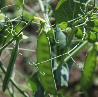 green August Pea plants