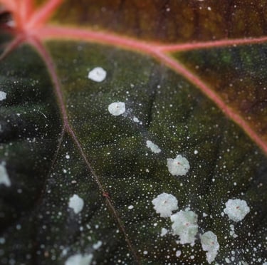 Leaf with fungal spots