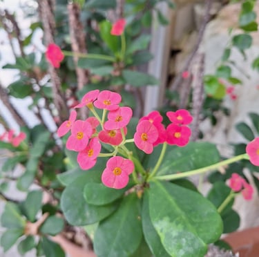clusters of small pink Crown of Thorns flowers