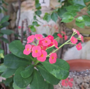 many pink Crown of Thorns blossoms
