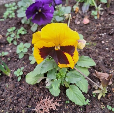 a yellow pansy flower in shade