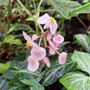 a Begonia flower in full shade