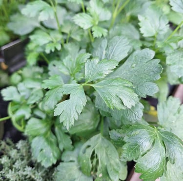 multiple bright green Cliantro herb leaves
