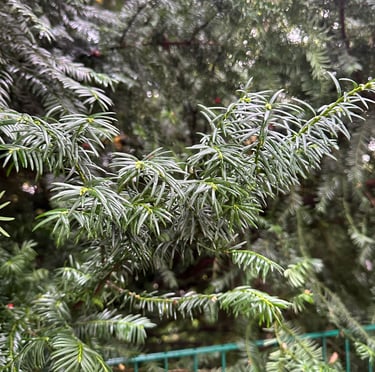 bushy English Yew evergreen plant stems