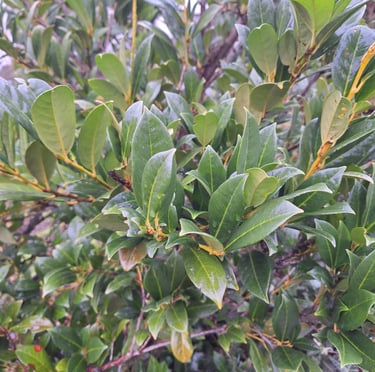 a leafy deer resistant shrub perfect for shade