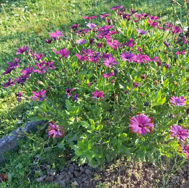 a tiny blooming Dimorphotheca Pluvialis shrub