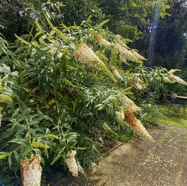 big Butterfly bushes with white flowers in a garden