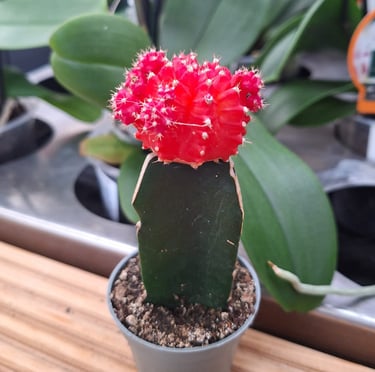 one indoor Moon Cactus with a red top