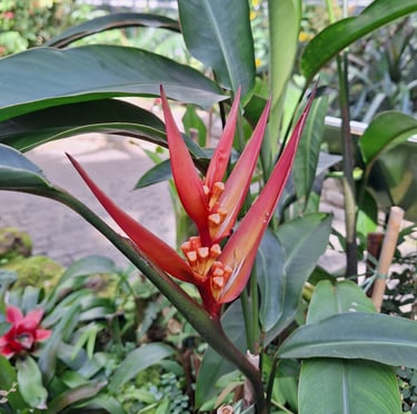 one Parakeet flower with four long red petals