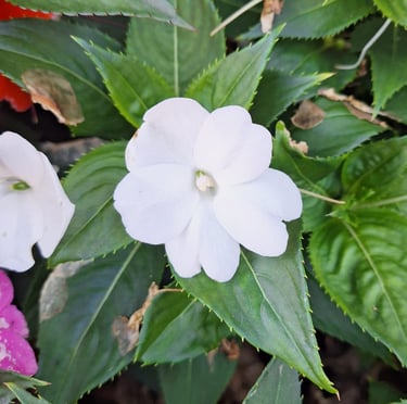 a small Impatiens bush with a white flower