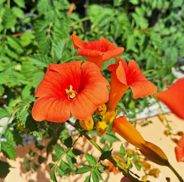 multiple bright Orange flowers blooming in full sun
