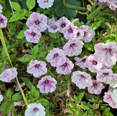 a bunch of Petunias flowers growing in a sunny place