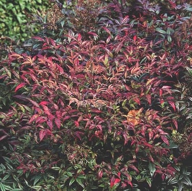 a Nandina Plum Passion plant with dark leaves
