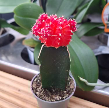 a small , red Moon Cactus