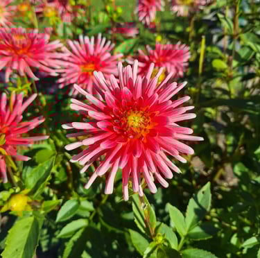 beautiful red-white Dahlia blooms on a bush