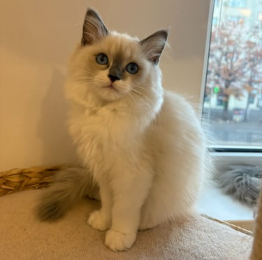 blue bicolor ragdoll kitten