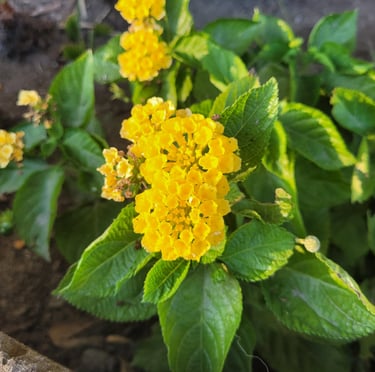 multiple yellow Lantana flowers in a full sun hanging basket