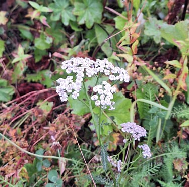 A small white flower with green leaves