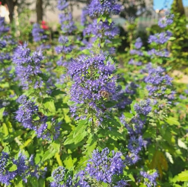 a slow growing Ceanothus with a leafy foliage and flowers