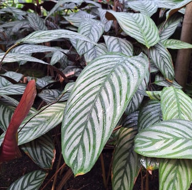 gorgeous green Caladium leaves with white lines on them