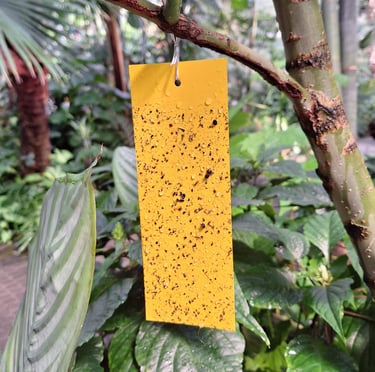 a Fruit Flie trap that has catched multiple Fruit Flies
