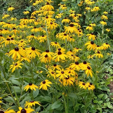 a bunch of Black-Eyed Susan flowers in August