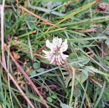 A small Pale Clover in a grassy place