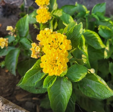 a lantana plant with a bunch of colorful blooms