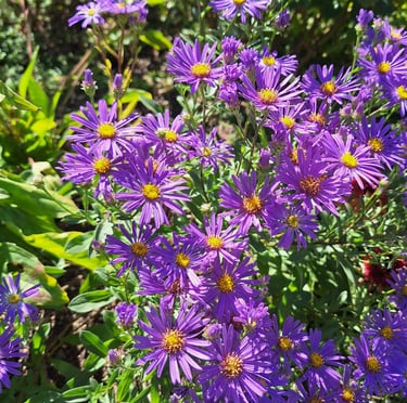 purple September flowers called Aster