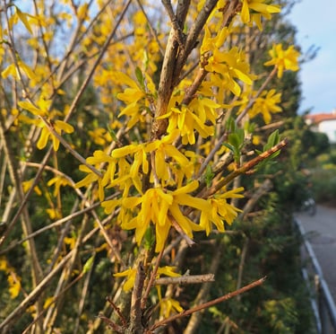 multiple Forsyhia bush wit yellow blooms