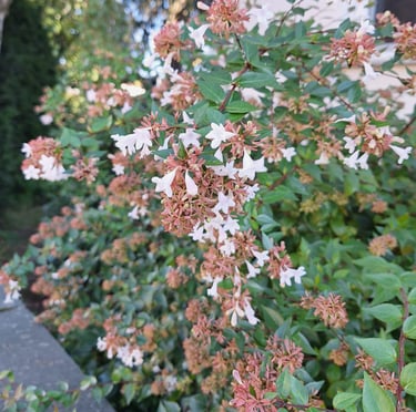 bushy plants with tiny white fowers