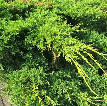 a green low maintenance shrub called Juniper