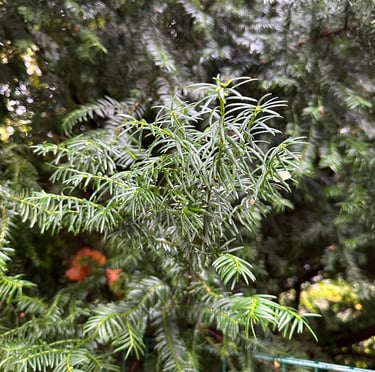 high reaching and dark green English Yew plants