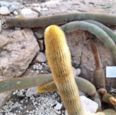 a long cactus with yellow spines called Golden Torch