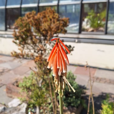 a South American Red-Hot-Poker that is orange