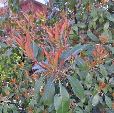 a large Heavenly Bamboo Nandina bush