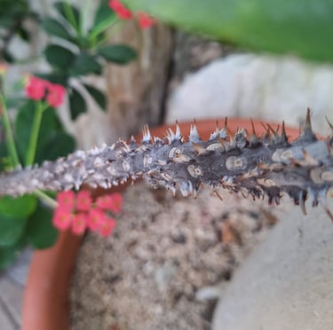 the thorny stem of the Crown of Thorns flowers