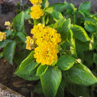 multiple green Lantana plants for zone 9