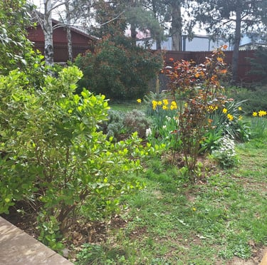 an informal garden with many shrubs and flowers