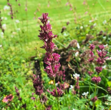 one lavender stem with pink flowers