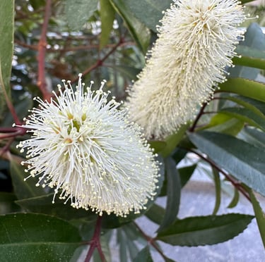 a shade bush rapidly growing called Dwarf Fothergilla