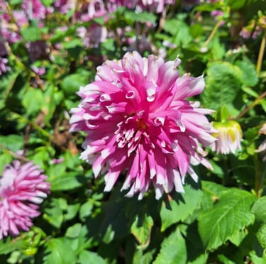 a garden plant with the right maintenance