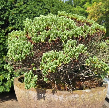 a Myrtle Spurge low growing shrub in a planter